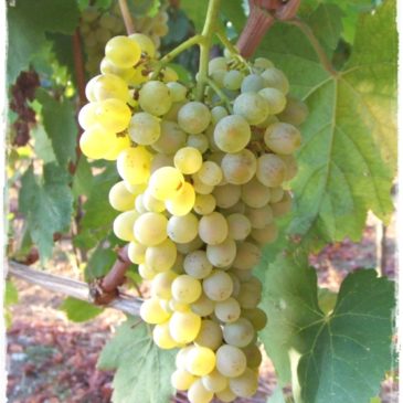 Citta’ europea del vino 2019, il sud riparte da “sannio falanghina” e Matera