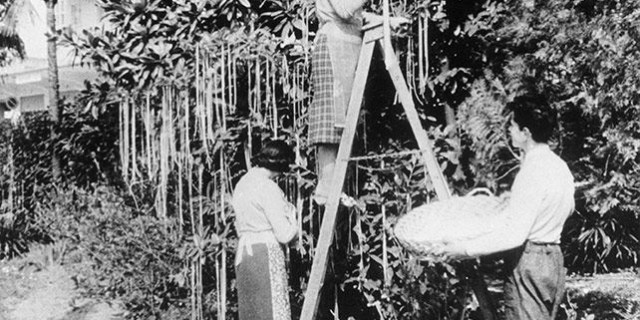 Accadde oggi: 1 aprile 1957, scoperto un albero da cui nascono spaghetti