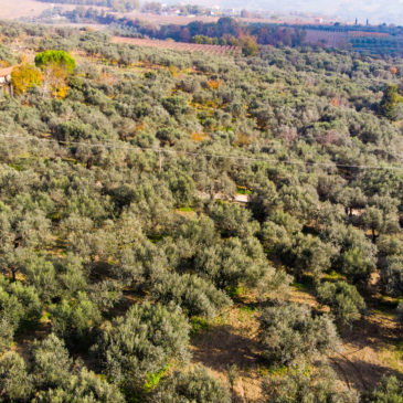 L’itinerario rurale dell’olio d’oliva, oro verde del Sannio e del Titerno