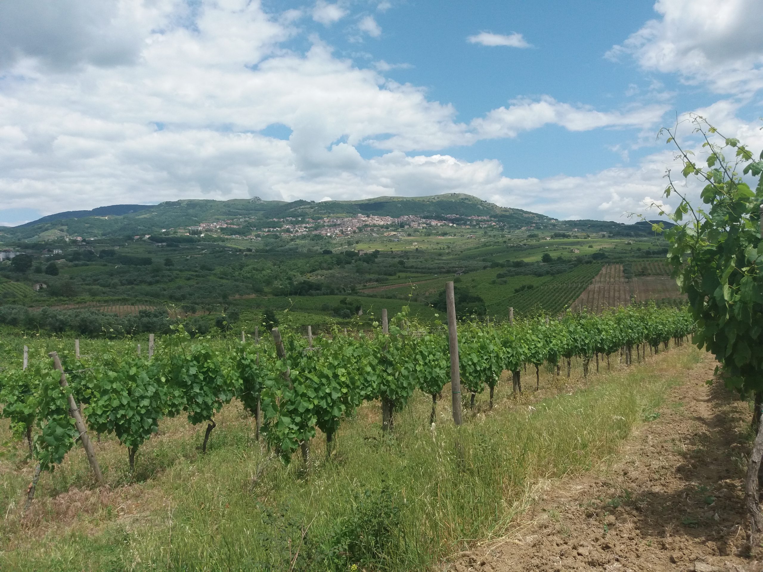 Oggi vado a… la via del vino del Sannio