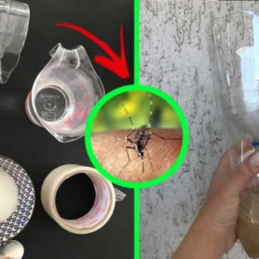 Puoi liberarti delle zanzare con un metodo fai da te: basta una bottiglia di plastica