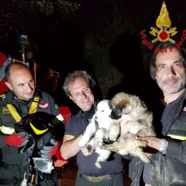 Sannio, i Vigili del Fuoco salvano due cuccioli di cane