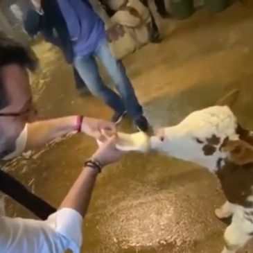 Salvini, in Molise, allatta la vitellina Gemma