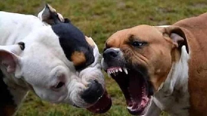 Pitbull aggredisce bimba di un anno: la madre lo uccide a coltellate