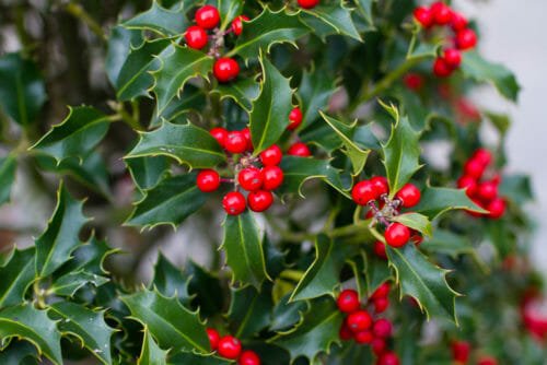 La leggenda dell’agrifoglio, il portafortuna di Natale