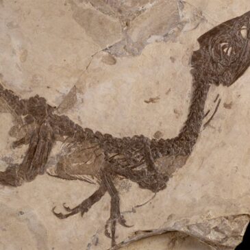 Nuove indagini sul dinosauro “CIRO” di Pietraroja