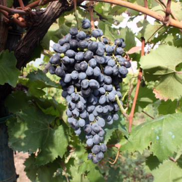 I vini Camaiola sbarcano a “Vinòforum”, il grande evento dedicato al vino