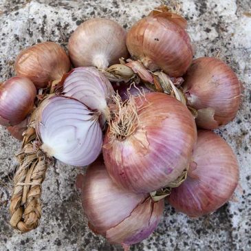 Immagini dal Sannio: la cipolla sannita, eccellenza della terra e presidio Slow Food