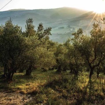Immagini dal Sannio: la vocazione olivicola di Molinara e l’Aulivello