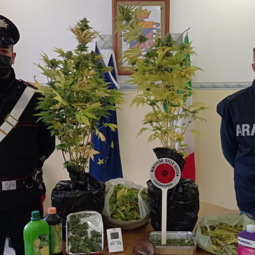 Guardia Sanframondi, coltivava marijuana in mansarda: arrestato 40enne