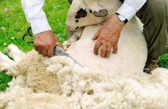 Immagini dal Sannio: la tradizione matesina della tosatura delle pecore
