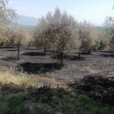 Faicchio, incendia vigne e oliveti con un accendino: individuato e denunciato piromane