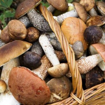 Immagini dal Sannio: funghi e tartufi bianchi e neri, protagonisti dei boschi sanniti e matesini