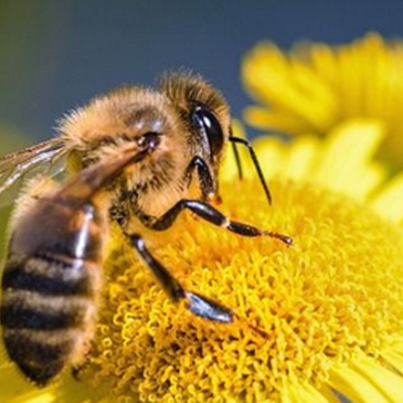 Coldiretti Benevento, boom di iscrizioni al corso di apicoltura