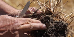 Agricoltura, Lollobrigida: attivati oltre 136 milioni contro il rincaro dei fertilizzanti