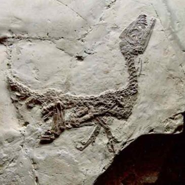 Immagini dal Sannio: Ciro, il piccolo dinosauro di origini matesine