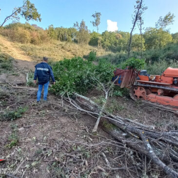 Furto di legna in zona protetta, un arresto nel Sannio