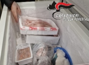 Carabinieri sequestrano 120 chili di prodotti ittici in Valle Telesina
