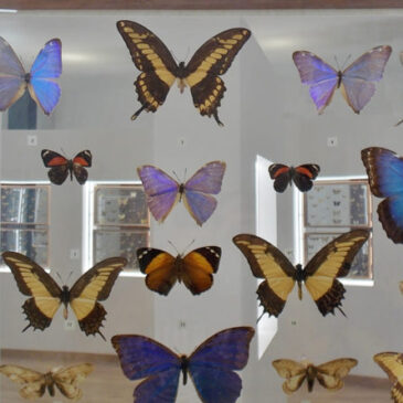 Immagini dal Sannio: il museo delle farfalle, un battito d’ali a Guardia Sanframondi