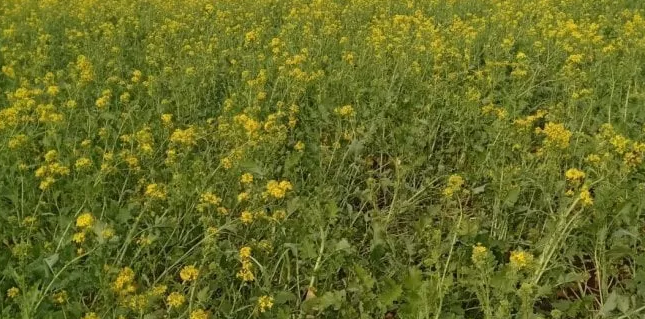 Temperature anomale, l’allarme di Coldiretti: “Fiori e verdure in anticipo di 40 giorni”