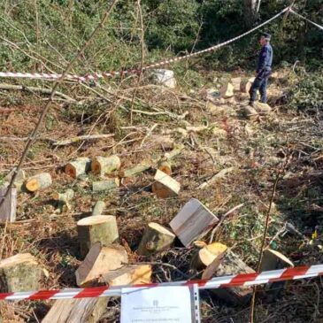 Parco del Taburno Camposauro, Carabinieri Forestali interrompono taglio abusivo di legna