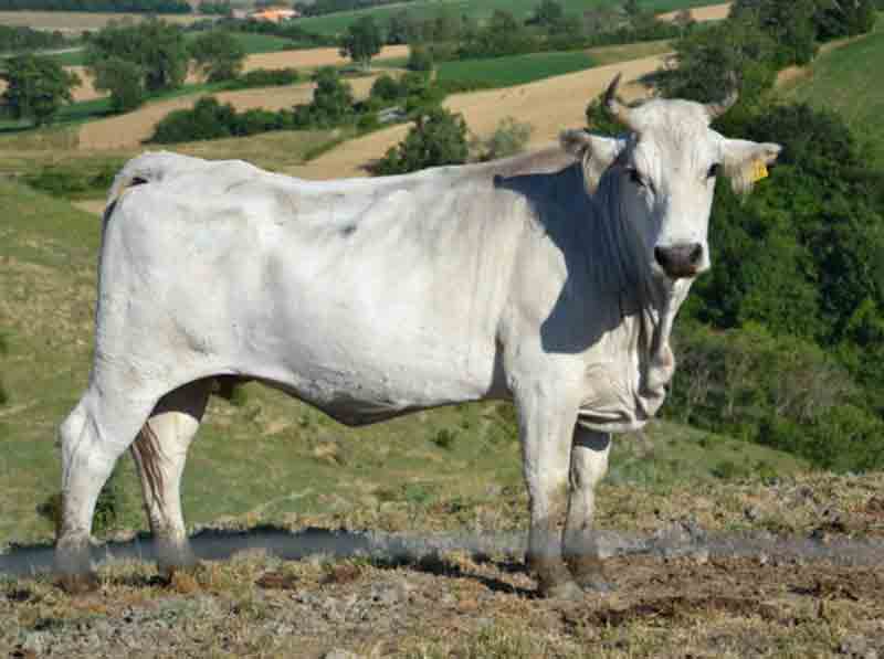 La mucca della razza Marchigiana, foto di archivio