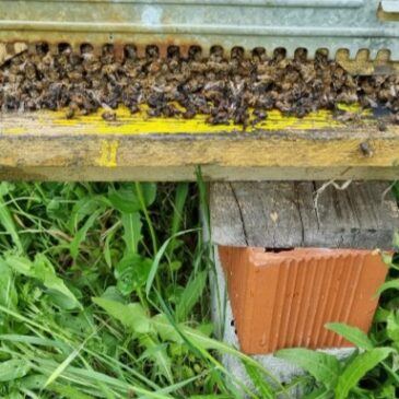 Freddo anomalo, è strage di api: apicoltori campani chiedono lo stato di calamità
