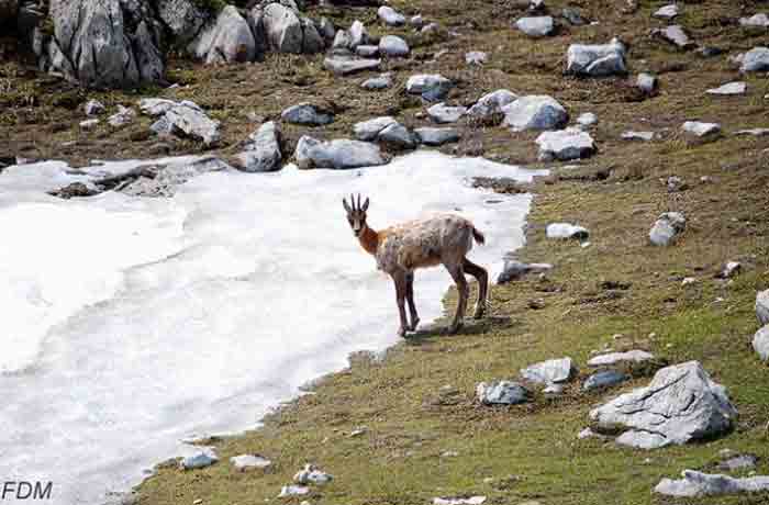 Il camoscio d'Abruzzo durante la fase di muta dal mantello invernale a quello estivo, foto di Fabrizio Di Meo