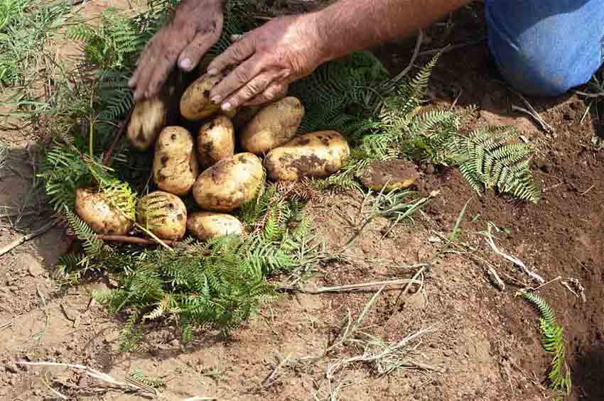 Le patate interrate, foto di copertina di sannio.guideslow.it