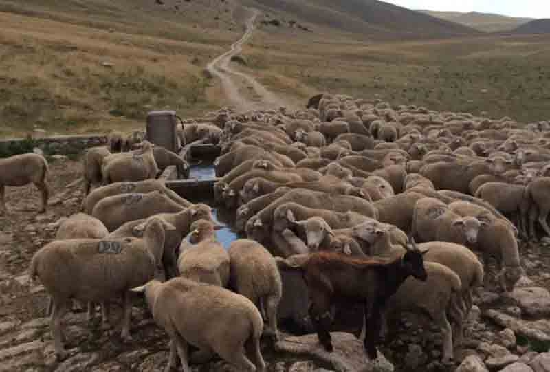 Gregge agli abbeveratoi, foto di copertina di Gabriele Vallera