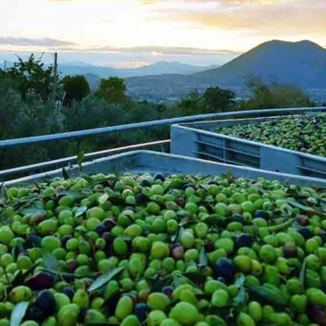 Immagini dal Sannio: le olive, l’olio d’oliva e l’affascinante itinerario rurale