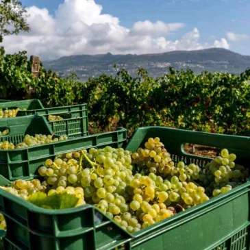 Benvenuti nel Sannio: uve, vini e Sannio Falanghina (FOTO)