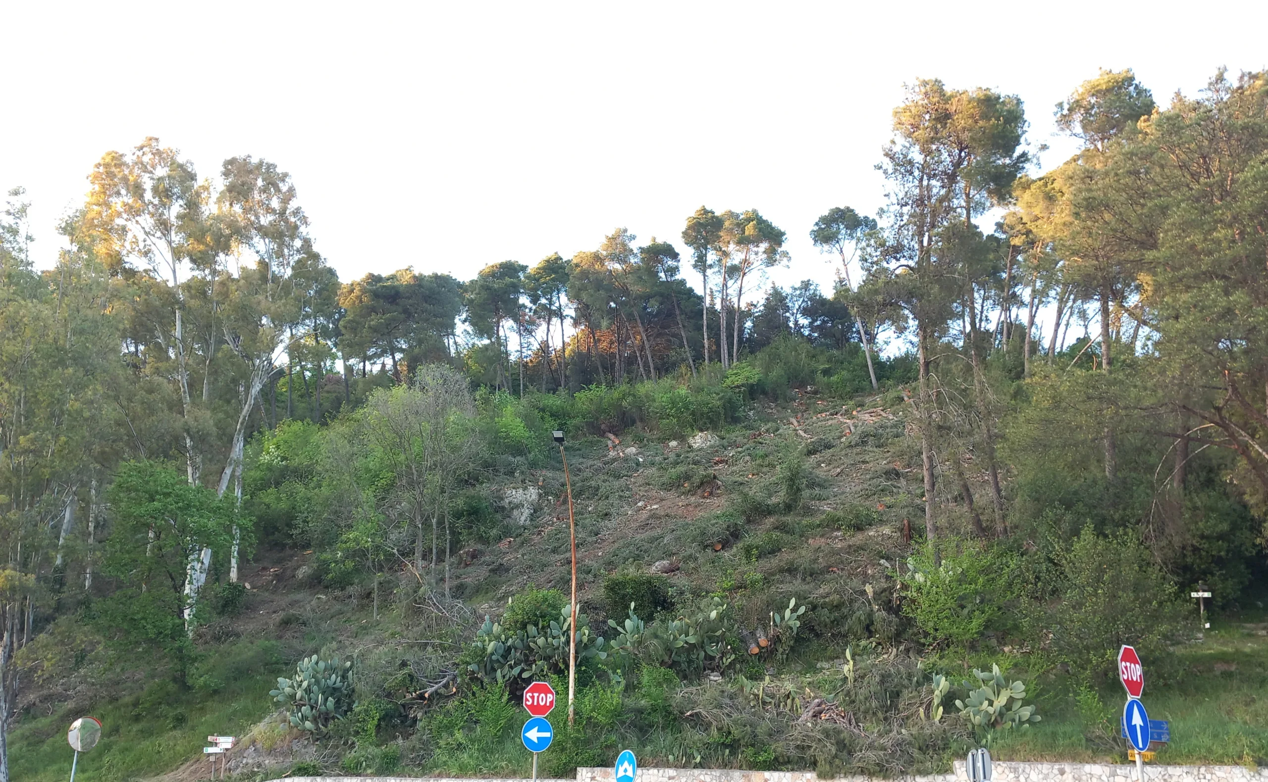 Lavori di taglio della “Pineta”di Monte Pugliano: le preoccupazioni di Legambiente