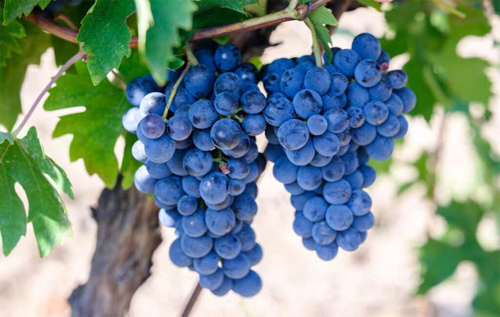 Immagini dal Sannio: il Tintilia, vitigno autoctono a bacca nera