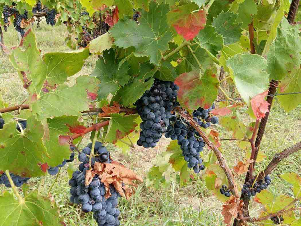 Benvenuti nel Sannio: l’Aglianico (FOTO)