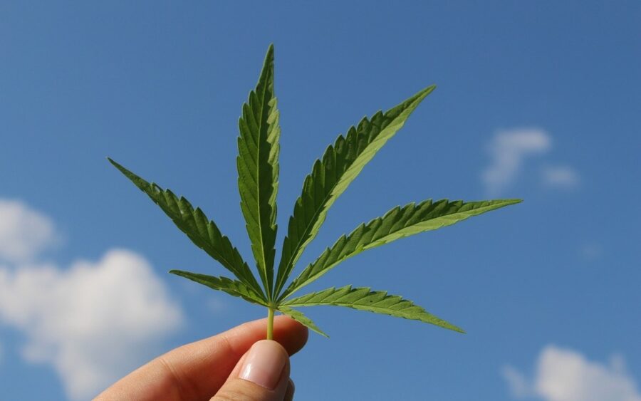 La cannabis non può essere considerata innocua, l’allarme lanciato dai volontari