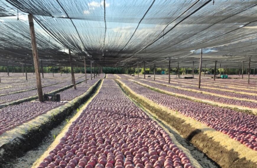 Melannurca Campana IGP, al via la raccolta con una qualità eccellente
