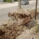 Telese, aceri di via Lagni: la risposta dell'assessore e il rilancio di Legambiente 239355