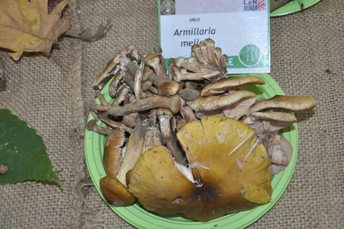 Benevento, alla Rocca dei Rettori torna “Buoni da Morire”: al via la mostra sui funghi del Sannio