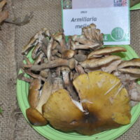 Benevento, alla Rocca dei Rettori torna “Buoni da Morire”: al via la mostra sui funghi del Sannio
