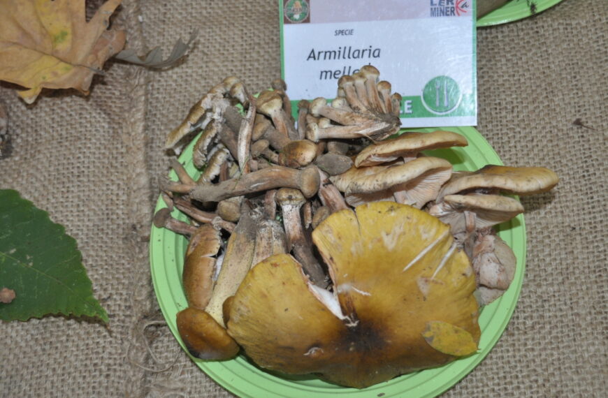 Benevento, alla Rocca dei Rettori torna “Buoni da Morire”: al via la mostra sui funghi del Sannio